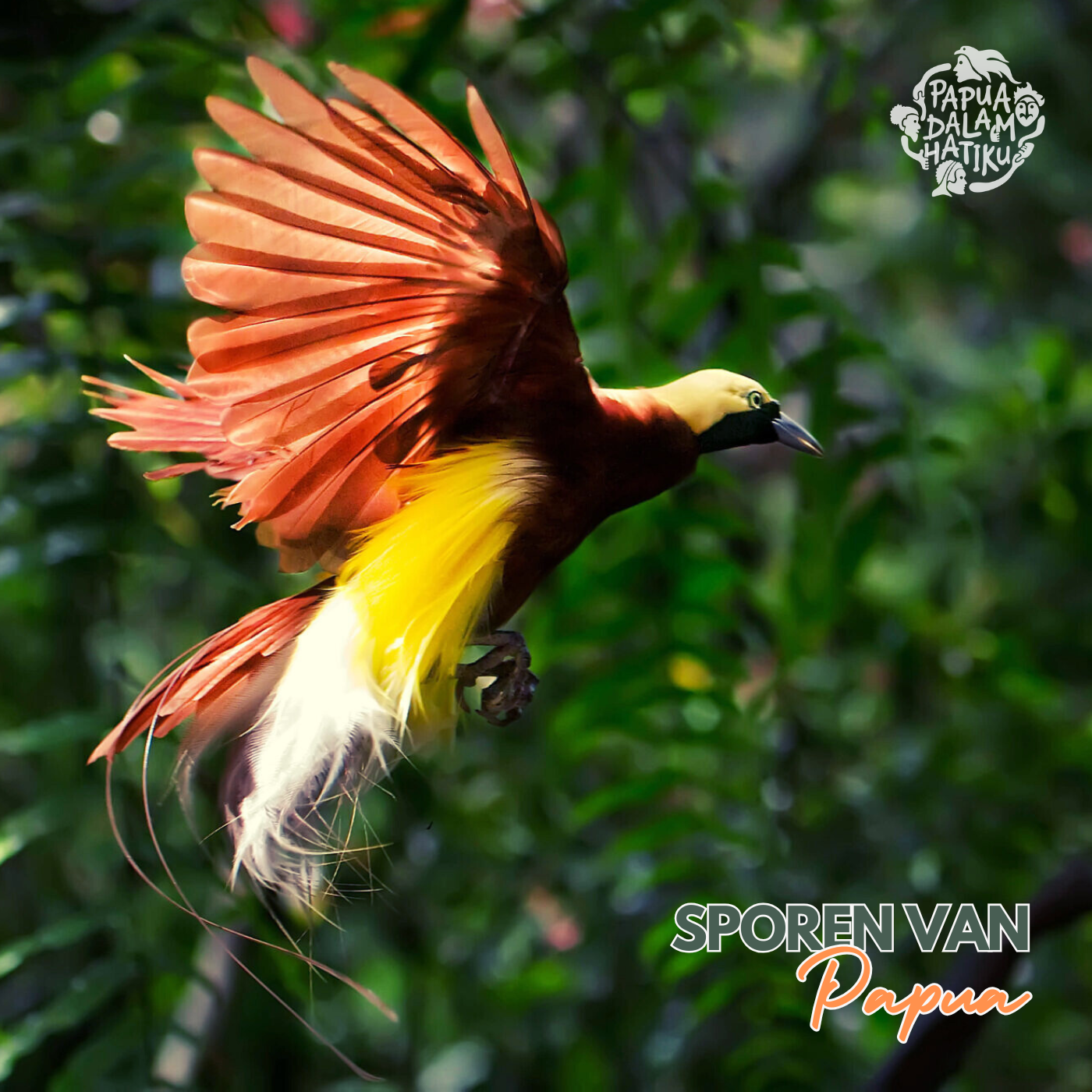 Sporen van Papua | paradijsvogel